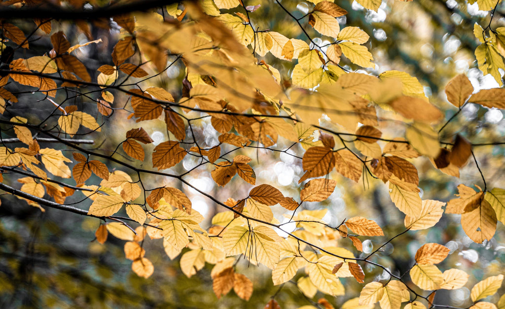 Die Farben des Herbstes / Aktivität für draußen